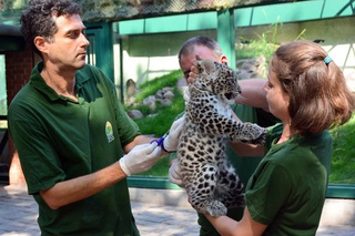 Illustration for article titled ZOMG BABY OCELOT AND BABY LEOPARD!!!